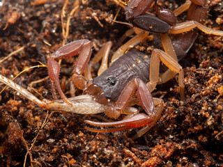 juvenile brown bark scorpion, Centruroides gracilis, eating a cricket's leg, 3/4 view