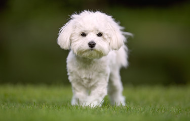 Portrait of beautiful dog breeds