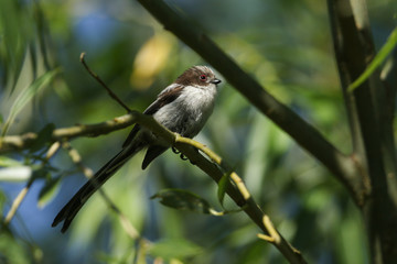 A cute baby Long-tailed Tit, Aegithalos caudatus, perched in a tree. It is waiting for its parents to come back and feed it. 