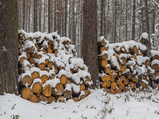 Stock of wood in a Siberian forest in winter, covered in snow
