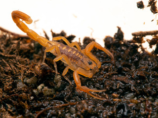 juvenile Arizona bark scorpion, Centruroides sculpturatus, drinking water from wet sand, from above