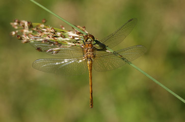 A newly emerged Common Darter Dragonfly, Sympetrum striolatum, perched on a reed.
