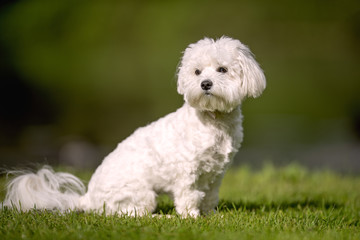 Portrait of beautiful dog breeds