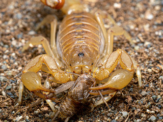 stripe-tailed scorpion, Paravaejovis spinigerus, eating a cricket, facing camera on sand 