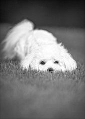 Portrait of beautiful dog breeds