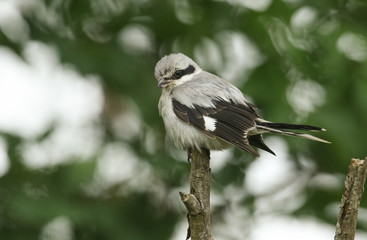 A magnificent rare Great Grey Shrike, Lanius excubitor, perching on the tip of a branch on a dark, windy, rainy day. It is looking around for food to capture and eat.