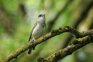 A stunning singing male Blackcap, Sylvia atricapilla, perched on a branch in a tree covered in lichen and moss.	