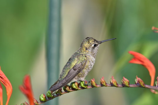 A humming bird sitting on the branch