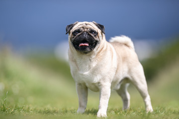 Obraz premium Portrait of beautiful dog breeds