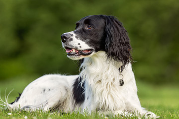Portrait of beautiful dog breeds
