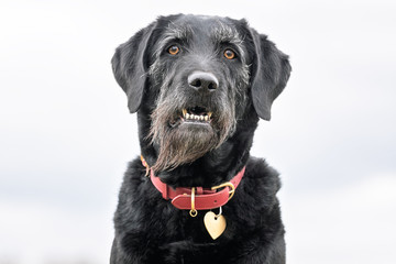 Fototapeta na wymiar Portrait of beautiful dog breeds