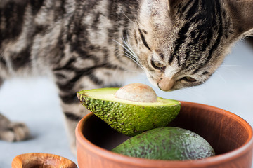 Kitten eat ripe avocado.