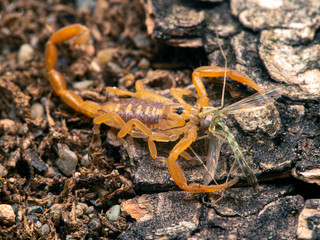 juvenile Arizona bark scorpion, Centruroides sculpturatus, eating a non-biting midge (chironomid), from above