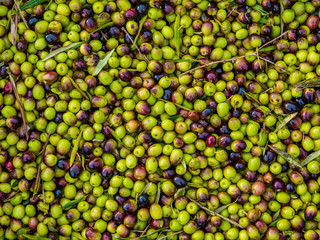 Olives close up