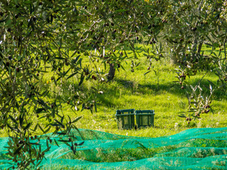 Olive Harvest Concept