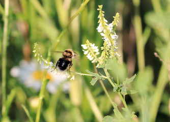 bee on a flower field