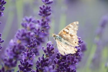 Lavender
