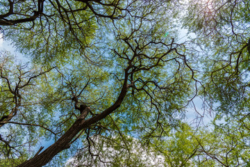 Trembesi (Monkey Pod/Samanea saman/Rain tree) forest in Tuban East Java, Indonesia.