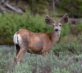 Deer in Yellowstone