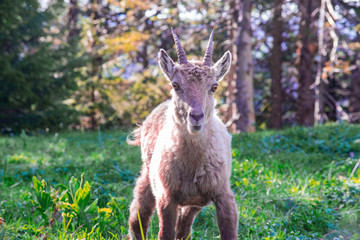 Capricorn wildlife