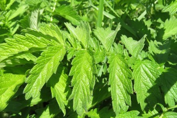 Green agrimonia leafs in the garden, closeup