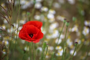 red poppy in a field
