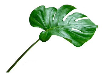 Monstera leaves leaves with Isolate on white background Leaves on white © sarayut_sy