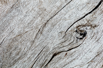 Close-up view of dried wood