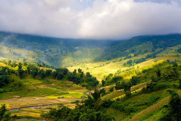 terraced field in north vietnam
