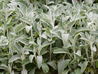 Naklejka na ściany i meble Gray, silver-white leaves of lamb's-ear or woolly hedgenettle (Stachys byzantina) 