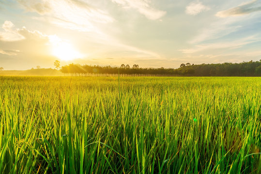 Rice field with sunrise or sunset in moning light