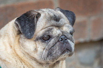 Obraz premium beautiful portrait of a pug dog