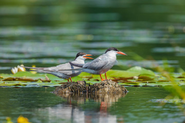 The black-headed gull sits on a boarder of a forest lake.
