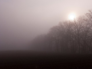 Morgendämmerung im Nationalpark Kellerwald an der Edertalsperre. Es ist ein kalter und nebeliger Morgen.