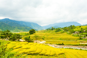 Golden Season in North Western , Vietnam. The terraces here have a long history, and are very beautiful. 