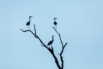 Silhouettes of gray herons sitting on the branches of a dry tree