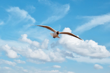 Fototapeta premium Seagull in the sky birds gull