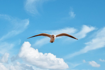 Seagull in the sky birds gull
