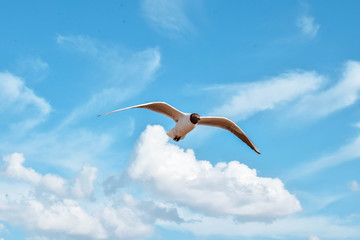 Seagull in the sky birds gull