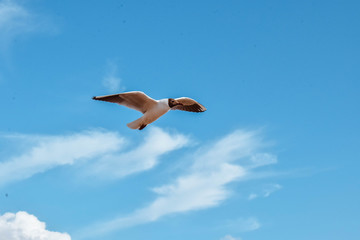 Seagull in the sky birds gull