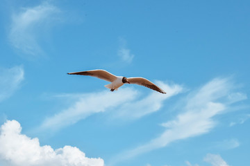 Fototapeta na wymiar Seagull in the sky birds gull