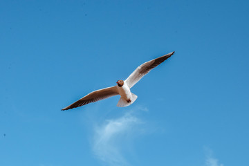 seagull in flight
