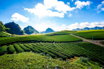 Fototapeta premium Beautiful landscape of Tea hill in Moc Chau Highland, Vietnam 