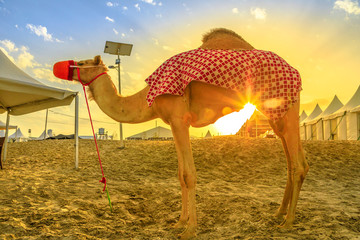 Camel on beach at Khor al Udaid in Persian Gulf, southern Qatar with sunset sunrays. Camel ride is a popular tour in Middle East, Arabian Peninsula. Inland sea is a major tourist destination for Qatar