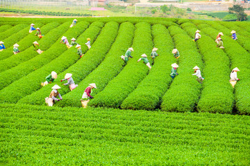 MocChau Highland, Vietnam:Farmer collecting green tea leaves in the tea hill. Tea is traditional drink in Asian ( china, japan, korea, taiwan, singapore, thailand....
