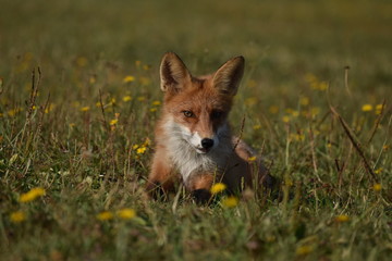 Obraz premium red fox vulpes vulpes