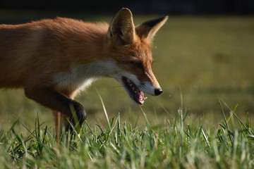 red fox in grass