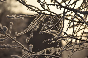 branches of tree