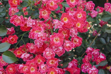 Shrub red tea roses blossom  in the garden