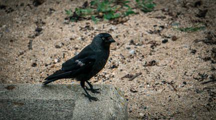 Obraz premium A crow on the beach next to the city.